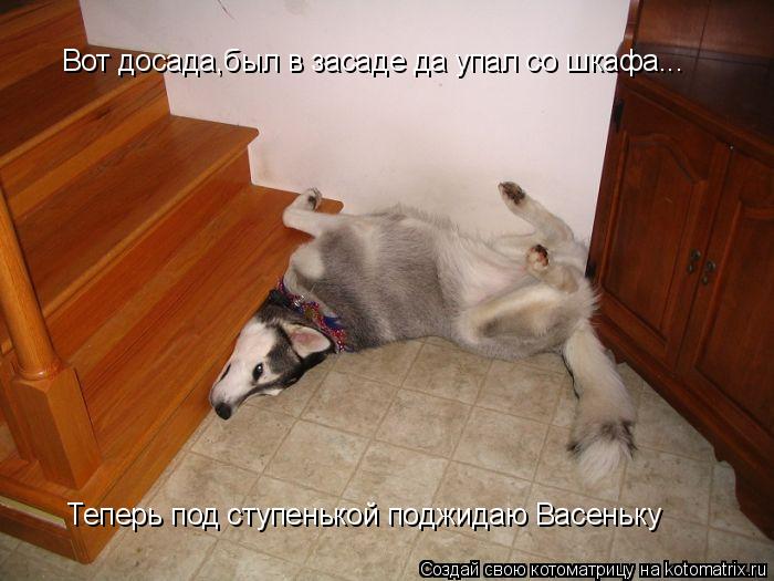 Вот досада,был в засаде да упал со шкафа... Теперь под ступенькой поджидаю Васеньку... Котоматрица: Вот досада,был в засаде да упал со шкафа... Теперь под ступенькой поджидаю Васеньку