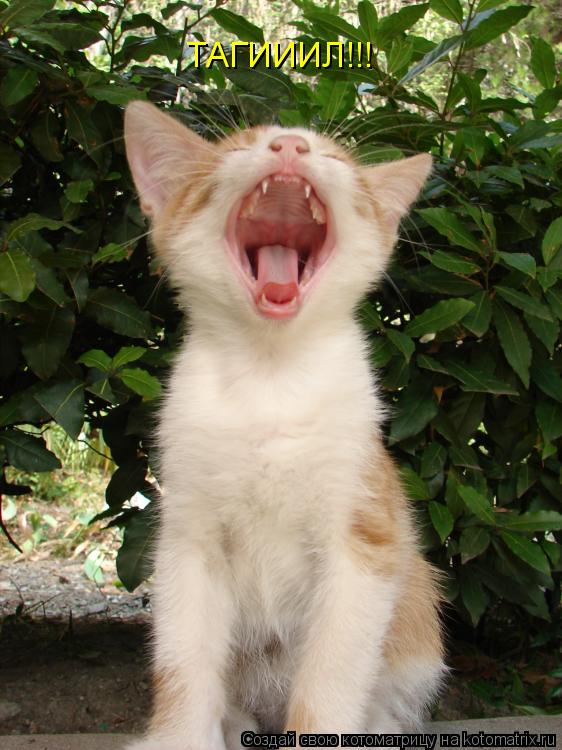 ТАГИИИЛ!!!... Котоматрица: ТАГИИИЛ!!!