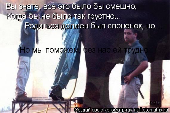 Вы знате, все это было бы смешно, Когда бы не было так грустно... Родиться должен был слоненок, но...... Котоматрица: Вы знате, все это было бы смешно, Когда бы не было так грустно... Родиться должен был слоненок, но... Но мы поможем, без нас ей трудно