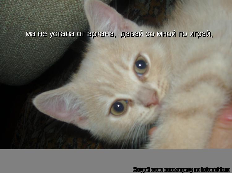 ма не устала от аркана, давай со мной по играй,... Котоматрица: ма не устала от аркана, давай со мной по играй,