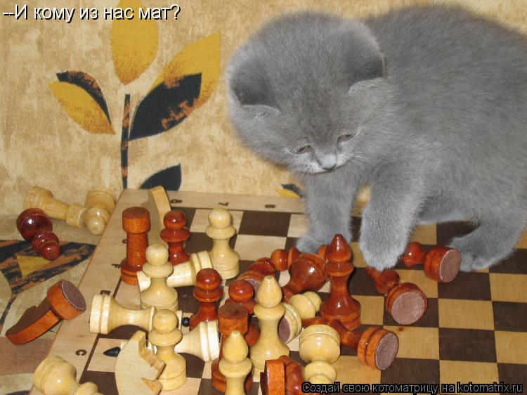 Котоматрица: --И кому из нас мат?
