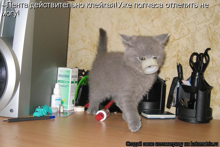 Котоматрица: --Лента действительно клейкая!Уже полчаса отлепить не могу!