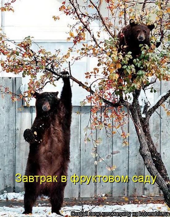 Котоматрица: Завтрак в фруктовом саду
