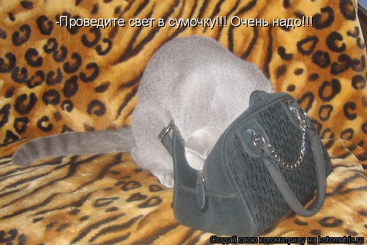 Котоматрица: -Проведите свет в сумочку!!! Очень надо!!!