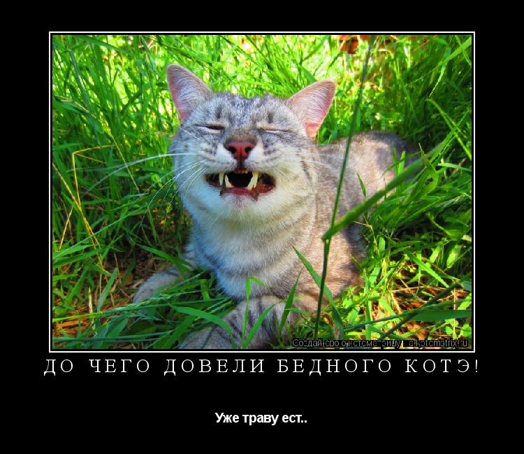 До чего довели бедного котэ! Уже траву ест..... Котоматрица: До чего довели бедного котэ! Уже траву ест..