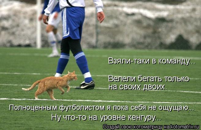 Взяли-таки в команду... Велели бегать только на своих двоих. Полноценным футболистом я пока себя не... Котоматрица: Взяли-таки в команду... Велели бегать только на своих двоих. Полноценным футболистом я пока себя не ощущаю... Ну что-то на уровне кенгуру...