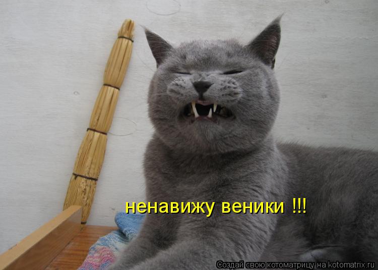 Котоматрица: ненавижу веники !!!