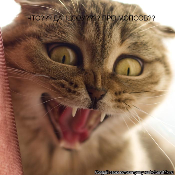 Котоматрица: ЧТО??? ДАНЦОВУ???? ПРО МОПСОВ??