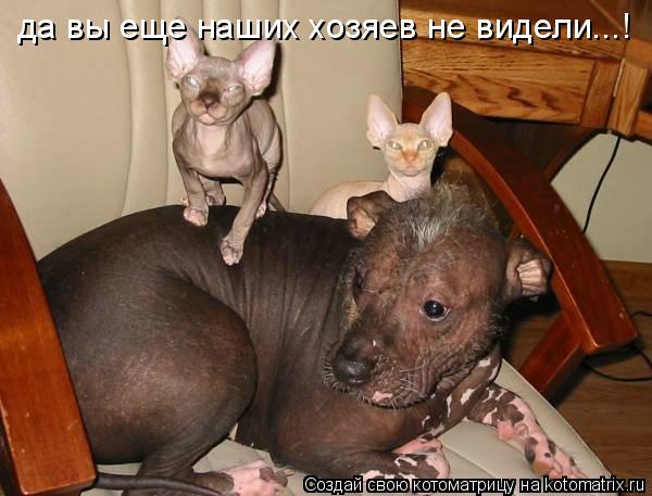 да вы еще наших хозяев не видели...!... Котоматрица: да вы еще наших хозяев не видели...!