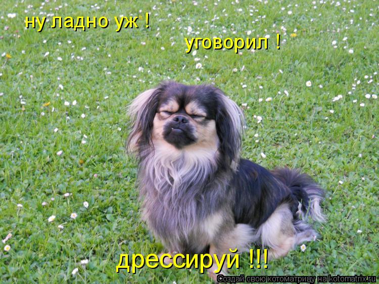 ну ладно уж ! уговорил ! дрессируй !!!... Котоматрица: ну ладно уж ! уговорил ! дрессируй !!!