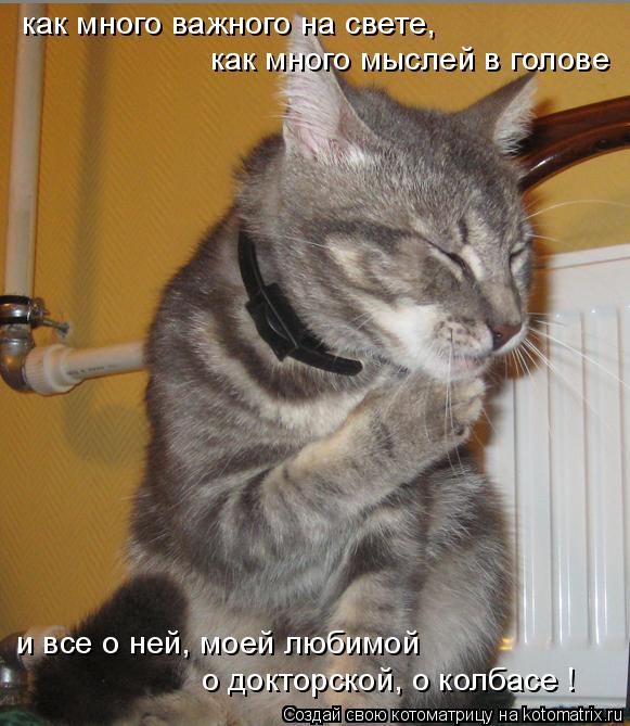 как много важного на свете, как много мыслей в голове и все о ней, моей любимой о докторской, о колба... Котоматрица: как много важного на свете, как много мыслей в голове и все о ней, моей любимой о докторской, о колбасе !