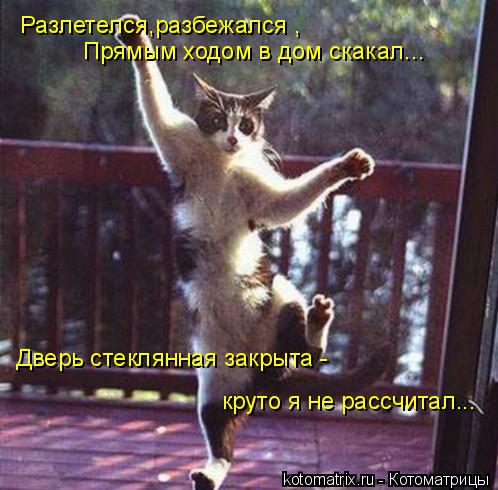 Котоматрица: Разлетелся,разбежался , Прямым ходом в дом скакал... Дверь стеклянная закрыта -  круто я не рассчитал...