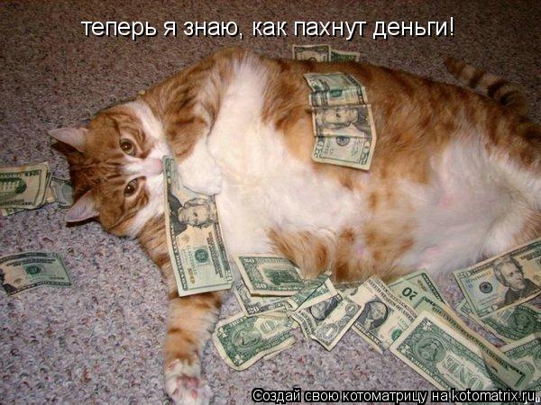 Котоматрица: теперь я знаю, как пахнут деньги!