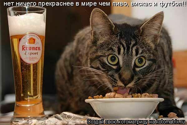 Котоматрица: нет ничего прекраснее в мире чем пиво, вискас и футбол!!