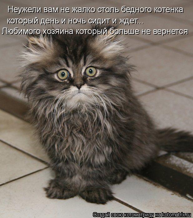 Котоматрица: Неужели вам не жалко столь бедного котенка который день и ночь сидит и ждет... Любимого хозяина который больше не вернется