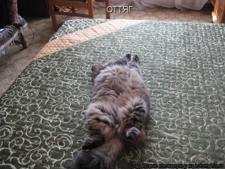 Котоматрица: ОТТЯГ