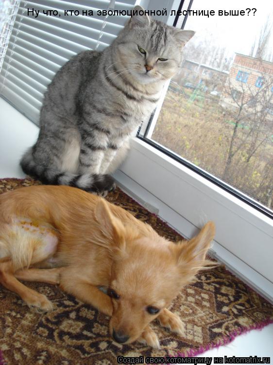 Котоматрица: Ну что, кто на эволюционной лестнице выше??