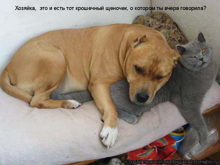 Котоматрица: Хозяйка,  это и есть тот крошечный щеночек, о котором ты вчера говорила?