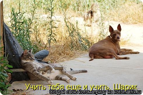 Котоматрица: Учить тебя еще и учить, Шарик