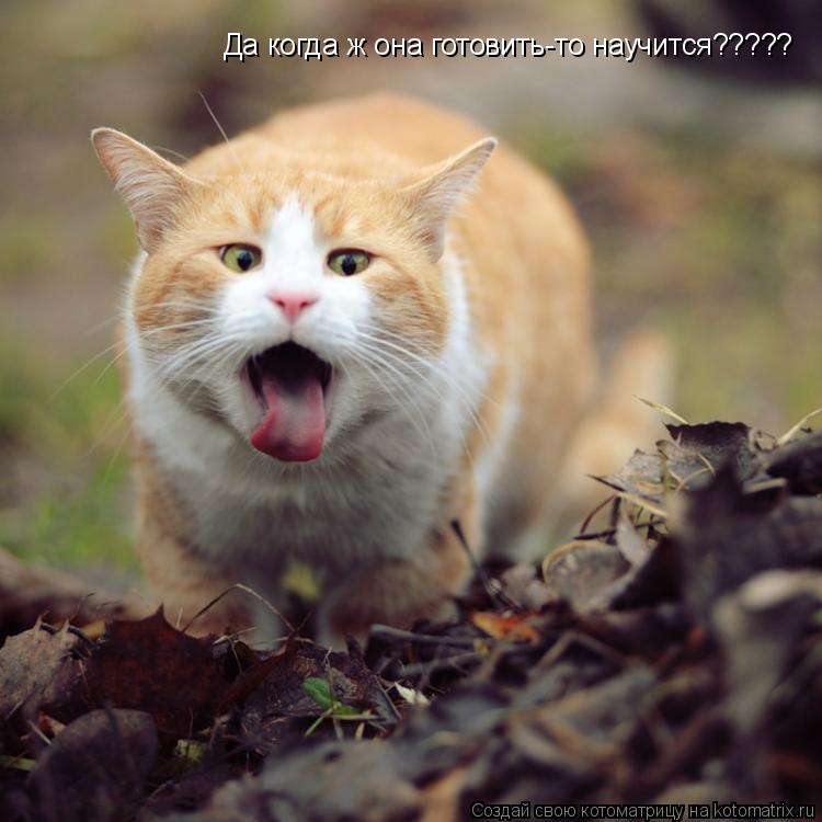 Котоматрица: Да когда ж она готовить-то научится?????