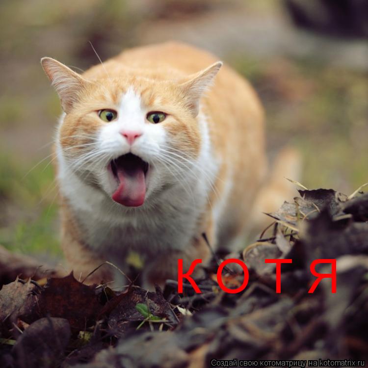 Котоматрица: К О Т Я