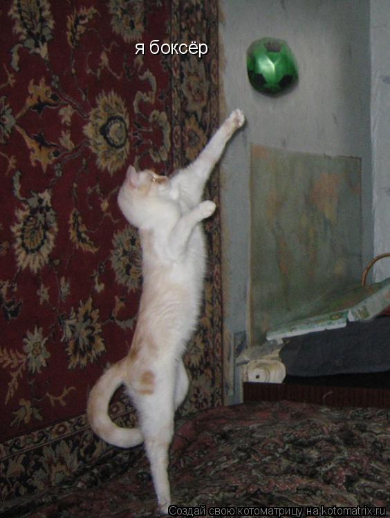 я боксёр... Котоматрица: я боксёр