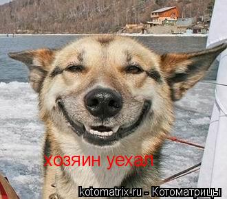 хозяин уехал... Котоматрица: хозяин уехал