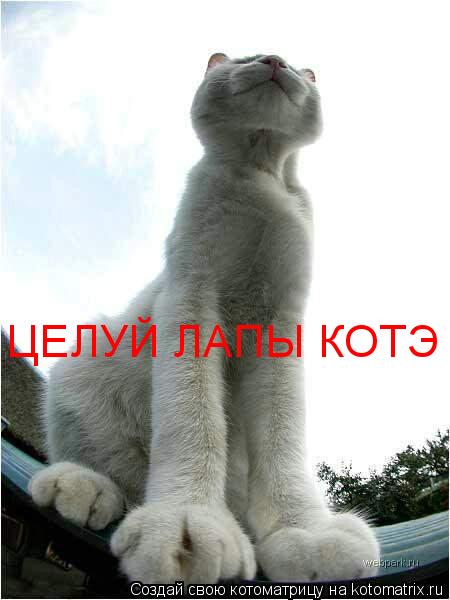 ЦЕЛУЙ ЛАПЫ КОТЭ... Котоматрица: ЦЕЛУЙ ЛАПЫ КОТЭ