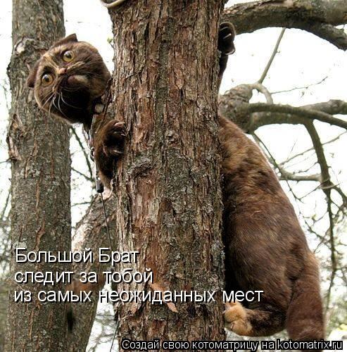 Большой Брат следит за тобой из самых неожиданных мест... Котоматрица: Большой Брат следит за тобой из самых неожиданных мест
