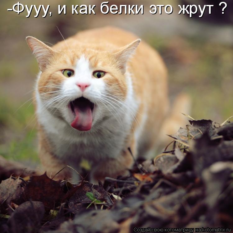 -Фууу, и как белки это жрут ?... Котоматрица: -Фууу, и как белки это жрут ?