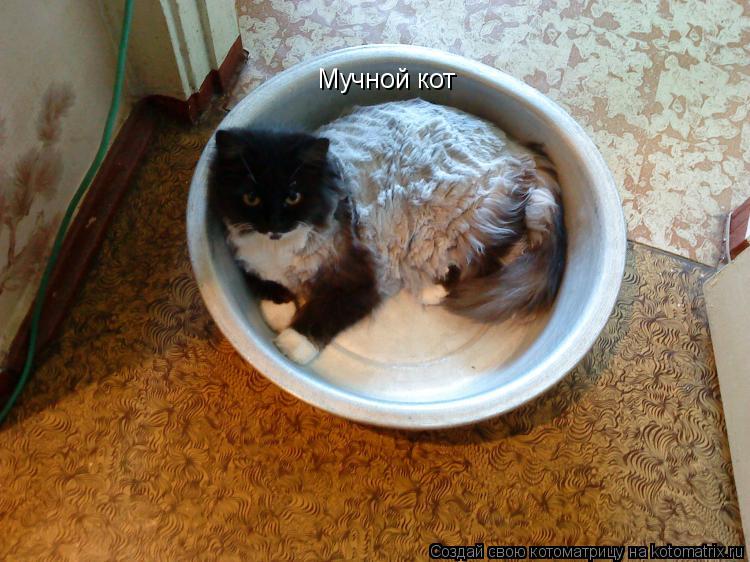 Мучной кот... Котоматрица: Мучной кот