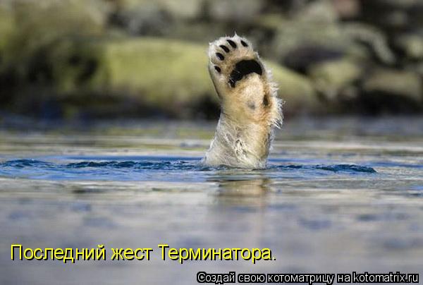 Последний жест Терминатора.... Котоматрица: Последний жест Терминатора.