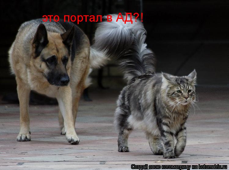 это портал в АД?!... Котоматрица: это портал в АД?!