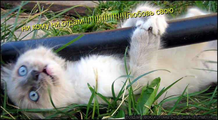 ни кому ни отдам!!!!!!!!!!!!!!!!!!!любовь свою ни кому ни отдам!!!!!!!!!!!!!!!!!!!любовь свою... Котоматрица: ни кому ни отдам!!!!!!!!!!!!!!!!!!!любовь свою ни кому ни отдам!!!!!!!!!!!!!!!!!!!любовь свою