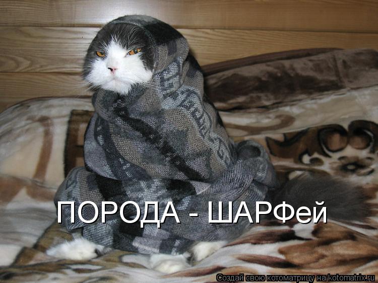 ПОРОДА - ШАРФей... Котоматрица: ПОРОДА - ШАРФей