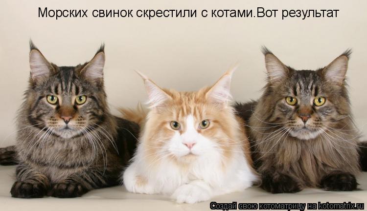 Морских свинок скрестили с котами.Вот результат... Котоматрица: Морских свинок скрестили с котами.Вот результат