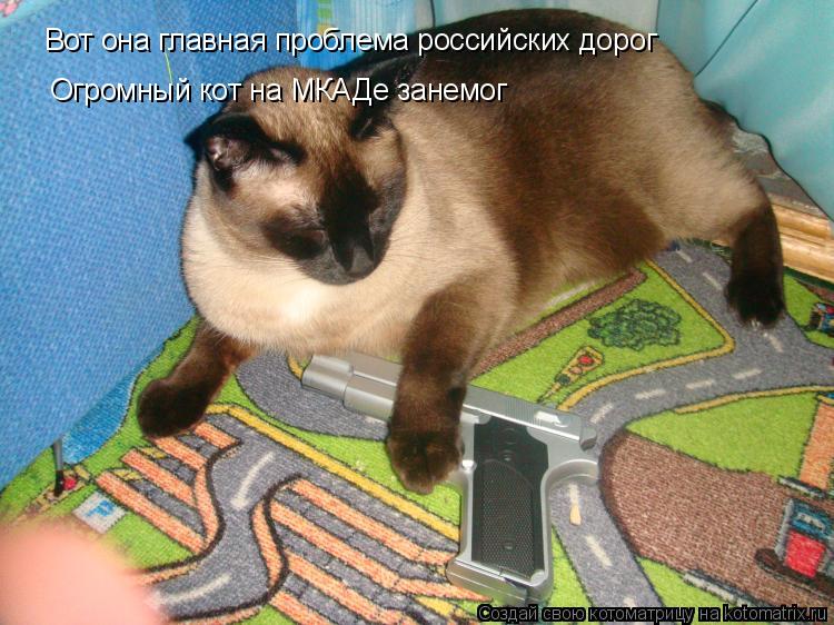 Вот она главная проблема российских дорог Огромный кот на МКАДе занемог... Котоматрица: Вот она главная проблема российских дорог Огромный кот на МКАДе занемог