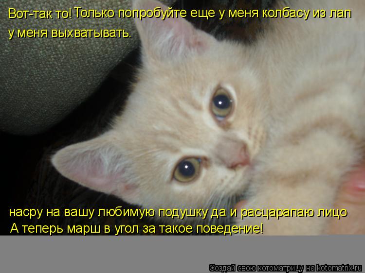 Вот-так то! Только попробуйте еще у меня колбасу из лап у меня выхватывать. насру на вашу любимую под... Котоматрица: Вот-так то! Только попробуйте еще у меня колбасу из лап у меня выхватывать. насру на вашу любимую подушку да и расцарапаю лицо А теперь марш