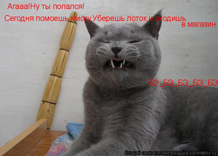 Агааа!Ну ты попался! Сегодня помоешь миску,Уберешь лоток,и сходишь в магазин БЭ_БЭ_БЭ_БЭ_БЭ!... Котоматрица: Агааа!Ну ты попался! Сегодня помоешь миску,Уберешь лоток,и сходишь в магазин БЭ_БЭ_БЭ_БЭ_БЭ!