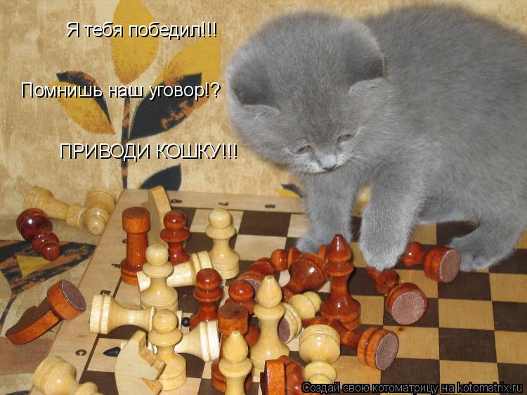 Я тебя победил!!! Помнишь наш уговор!? ПРИВОДИ КОШКУ!!!... Котоматрица: Я тебя победил!!! Помнишь наш уговор!? ПРИВОДИ КОШКУ!!!