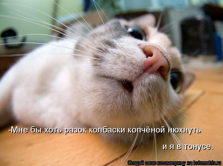 -Мне бы хоть разок колбаски копчёной нюхнуть и я в тонусе.... Котоматрица: -Мне бы хоть разок колбаски копчёной нюхнуть и я в тонусе.