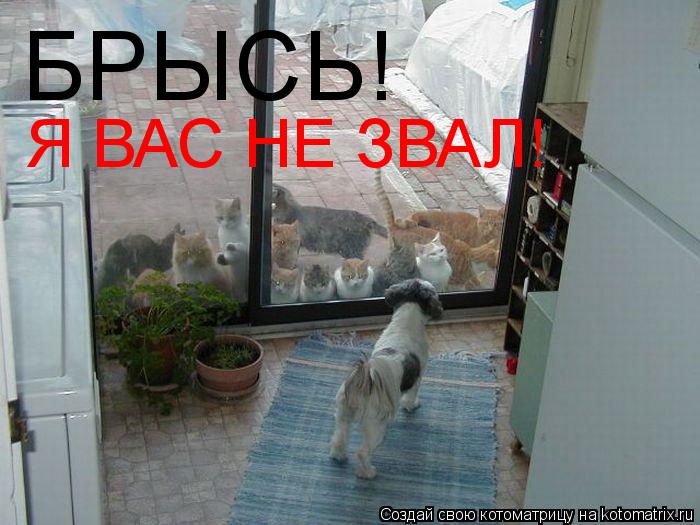 БРЫСЬ! Я ВАС НЕ ЗВАЛ!... Котоматрица: БРЫСЬ! Я ВАС НЕ ЗВАЛ!
