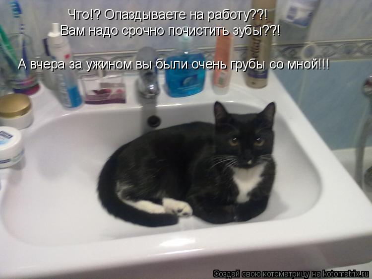 Что!? Опаздываете на работу??! Вам надо срочно почистить зубы??! А вчера за ужином вы были очень груб... Котоматрица: Что!? Опаздываете на работу??! Вам надо срочно почистить зубы??! А вчера за ужином вы были очень грубы со мной!!!