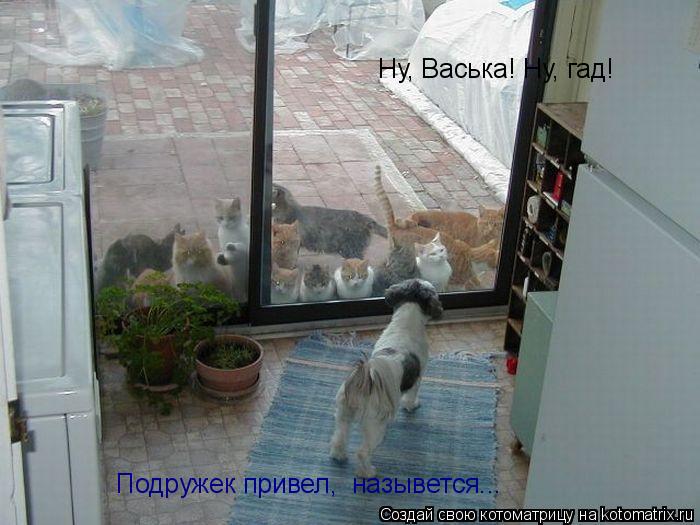 Ну, Васька! Ну, гад! Подружек привел, назывется...... Котоматрица: Ну, Васька! Ну, гад! Подружек привел, назывется...