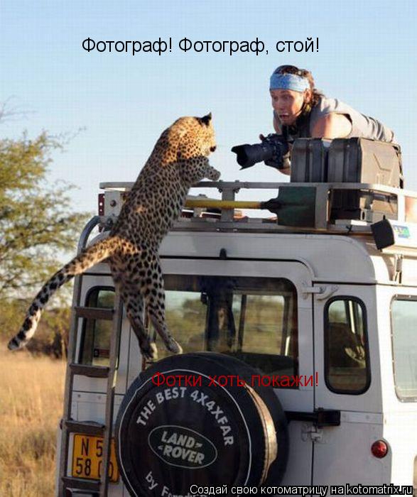 Фотограф! Фотограф, стой! Фотки хоть покажи!... Котоматрица: Фотограф! Фотограф, стой! Фотки хоть покажи!