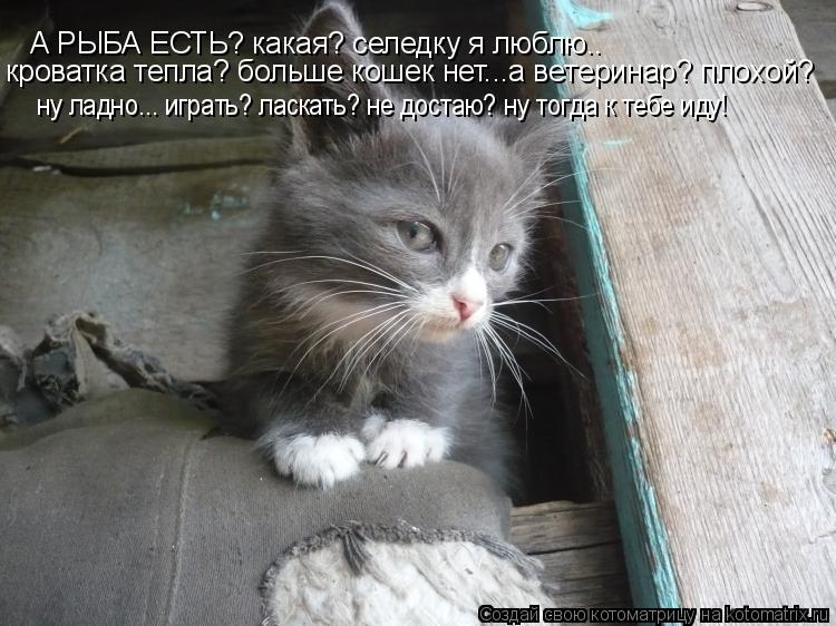 А РЫБА ЕСТЬ? какая? селедку я люблю.. кроватка тепла? больше кошек нет...а ветеринар? плохой? ну ладн... Котоматрица: А РЫБА ЕСТЬ? какая? селедку я люблю.. кроватка тепла? больше кошек нет...а ветеринар? плохой? ну ладно... играть? ласкать? не достаю? ну тогда к те