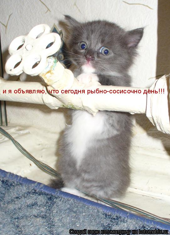 и я объявляю, что сегодня рыбно-сосисочно день!!!... Котоматрица: и я объявляю, что сегодня рыбно-сосисочно день!!!