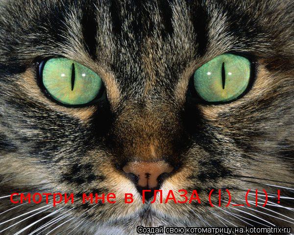 смотри мне в ГЛАЗА (|)_(|) !... Котоматрица: смотри мне в ГЛАЗА (|)_(|) !
