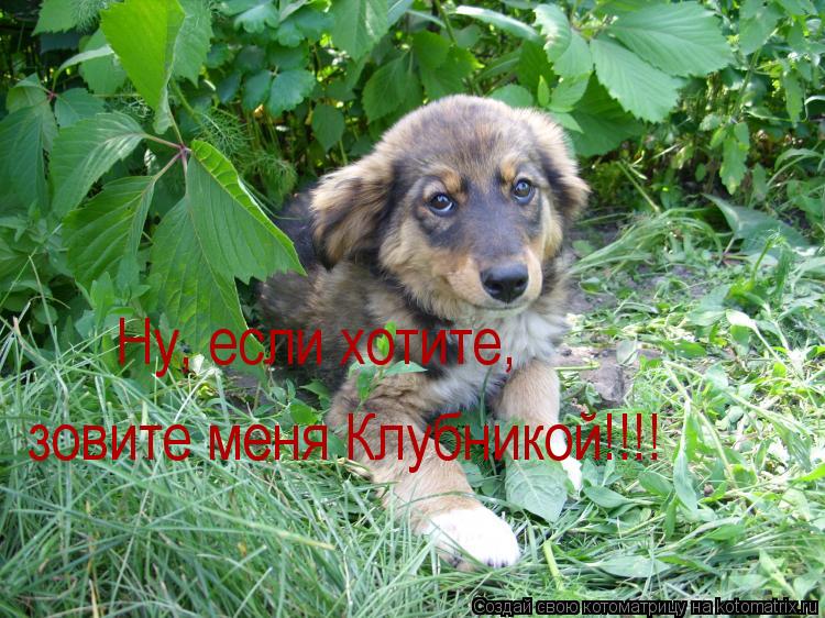 Ну, если хотите, зовите меня Клубникой!!!!... Котоматрица: Ну, если хотите, зовите меня Клубникой!!!!