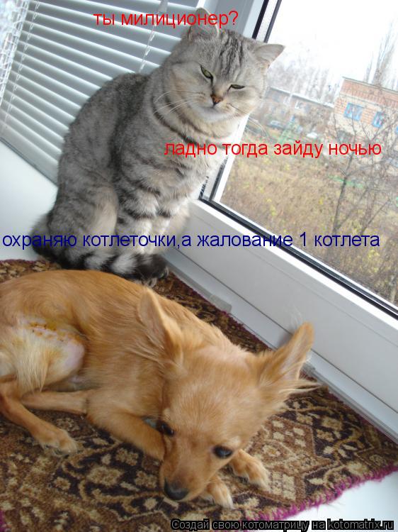 ты милиционер? охраняю котлеточки,а жалование 1 котлета ладно тогда зайду ночью... Котоматрица: ты милиционер? охраняю котлеточки,а жалование 1 котлета ладно тогда зайду ночью
